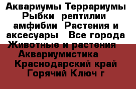 Аквариумы.Террариумы.Рыбки, рептилии, амфибии. Растения и аксесуары - Все города Животные и растения » Аквариумистика   . Краснодарский край,Горячий Ключ г.